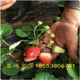 農(nóng)作物種子與種苗 價(jià)格、廠家與批發(fā)采購指南