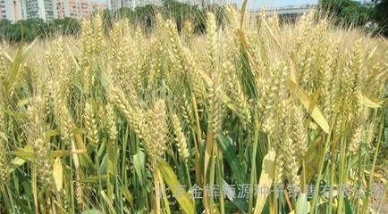 農(nóng)作物種子輪選518小麥種子 購買渠道與市場價(jià)格指南